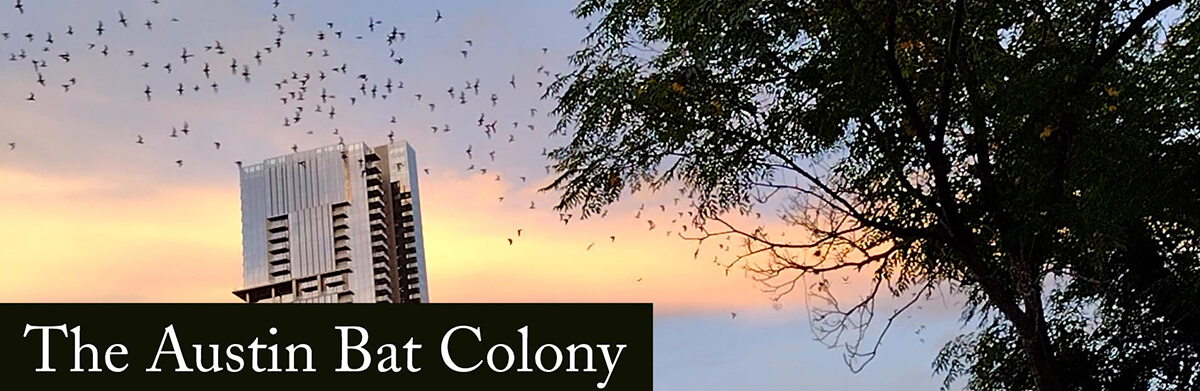 austin bat colony 2022